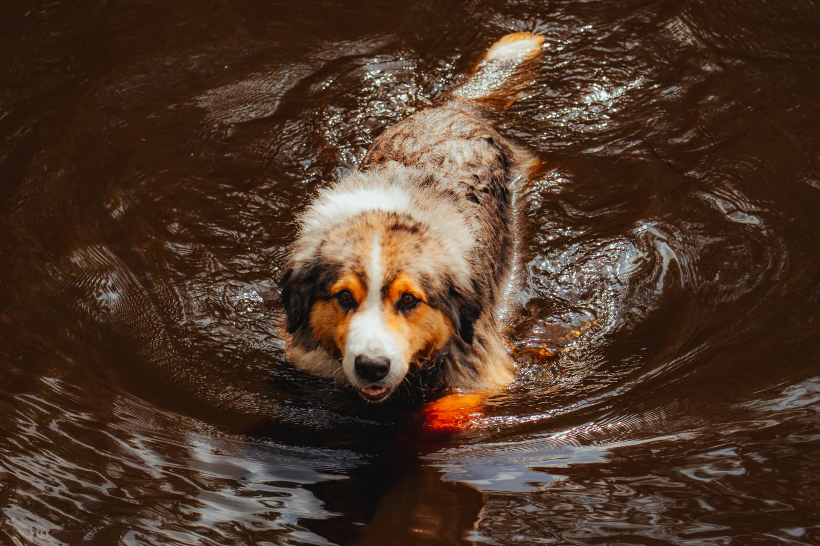 Hund schwimmt im Moorsee