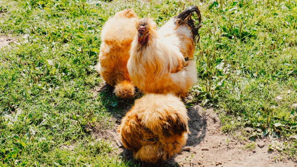 Flauschige Hühner im Streichelzoo am Ponyhof