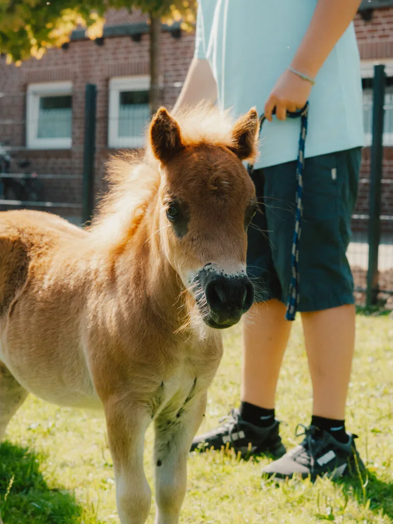 Pony auf dem Ponyhof Niers aus der Nähe