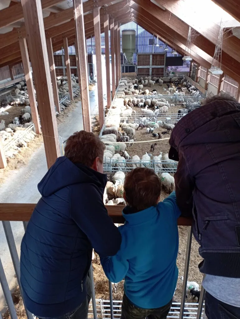 Besucher betrachten Schafe im Stall
