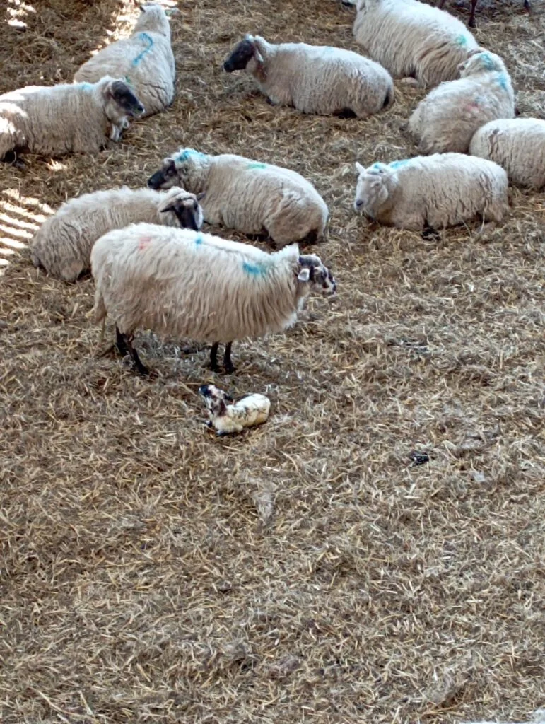 Schaf mit Lamm auf einer Moorwiese