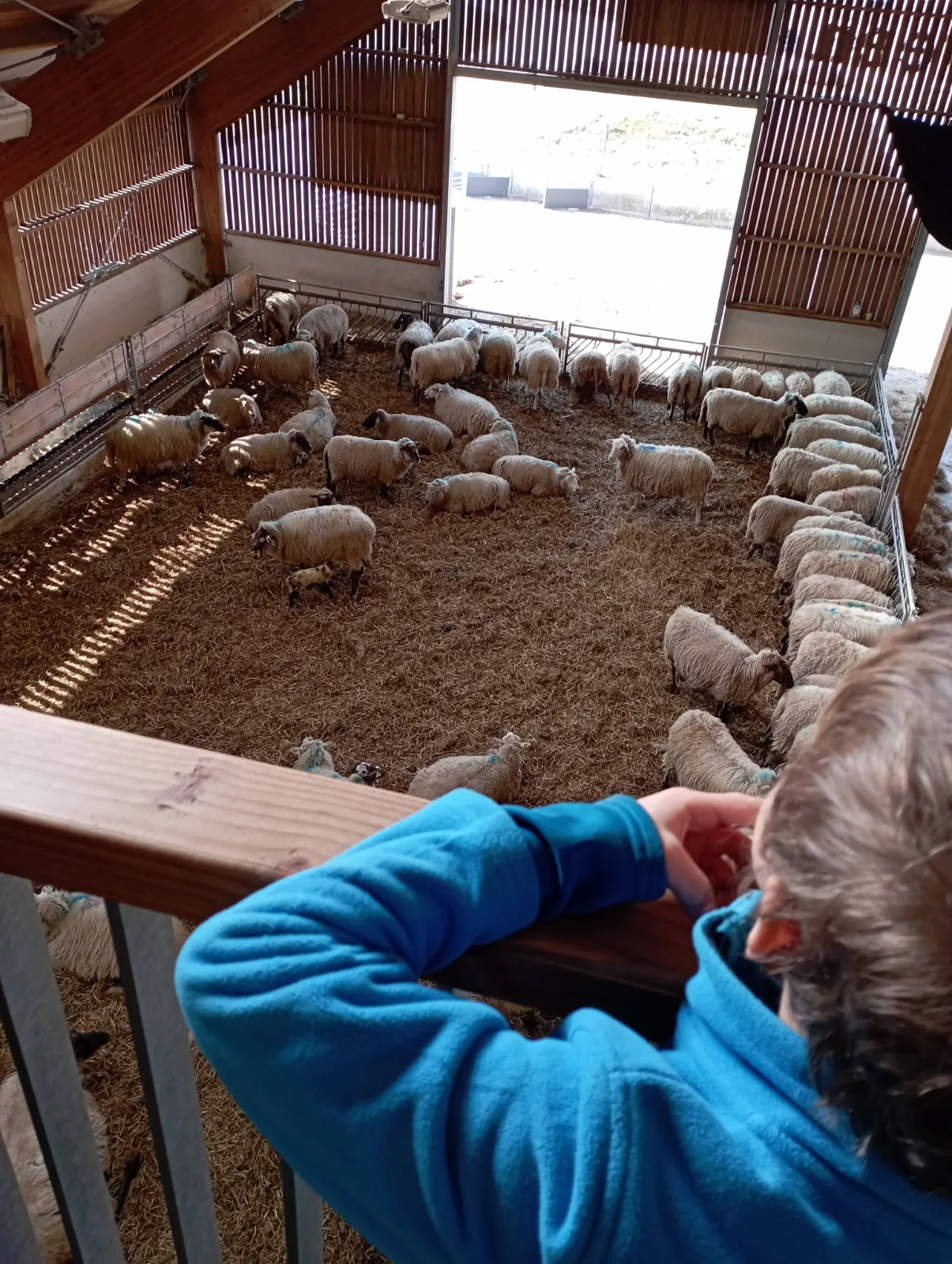 Ferkel im Stall werden von Kindern beobachtet