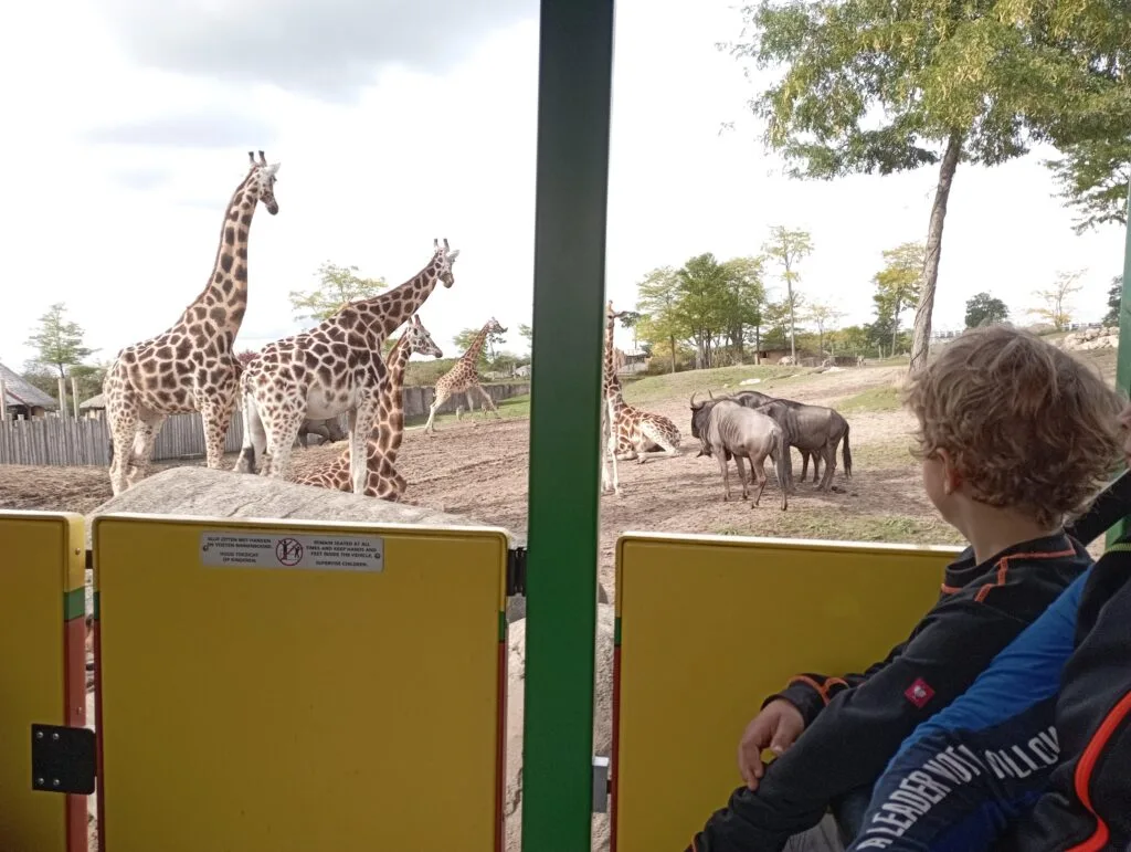 Giraffen und Nashorn im Safaripark