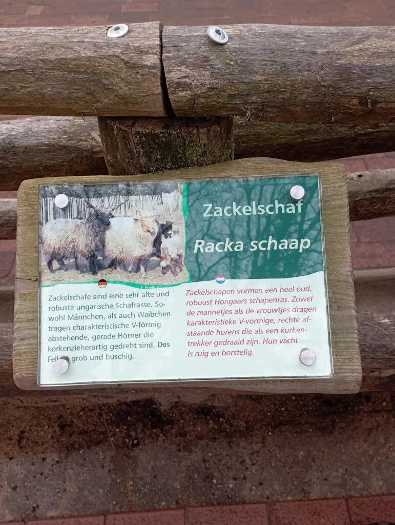 Infotafel zum Zackelschaf im Tierpark