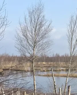 Kahle Moorlandschaft im Winter