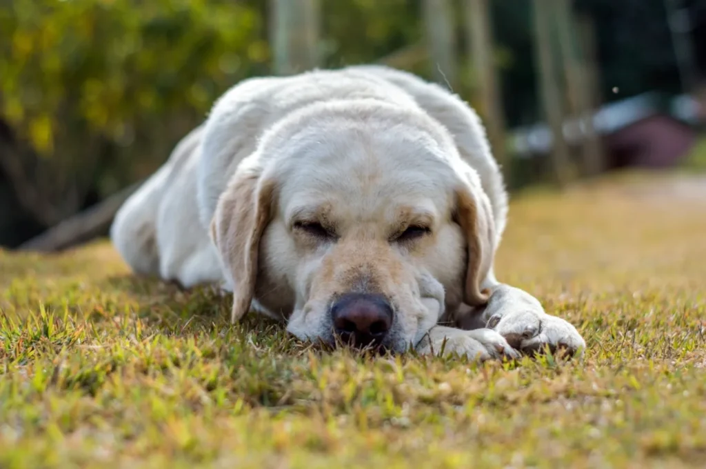 Schlafender Labrador auf einer Wiese