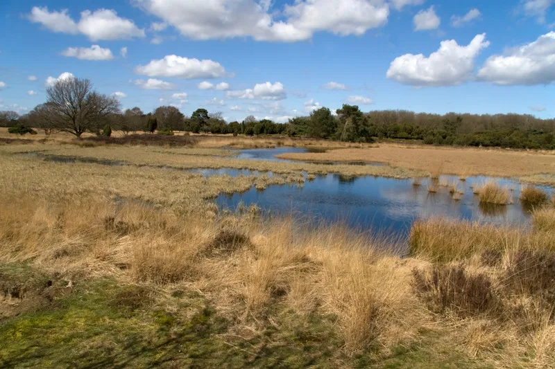 Moorlandschaft mit Wasserflächen im Naturpark